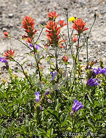 Wildflowers Red Indian Paint Brush Purple Larkspur Stock Photo