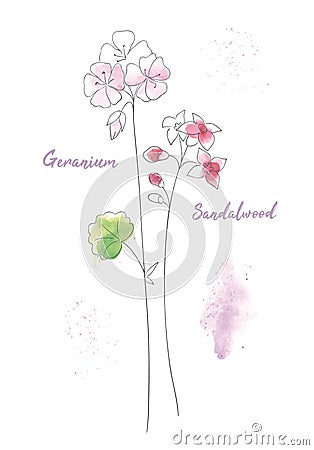 Wildflowers sandal hand drawn watercolor illustration. Sandalwood aquarelle paint drawing. Vector Illustration