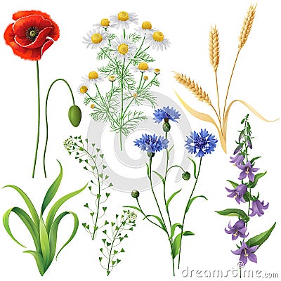 Wildflowers Set Vector Illustration