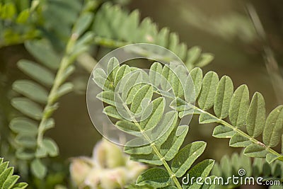 Wildflowers, sprouts with leaves closeup in summer wild field Stock Photo