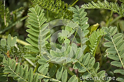 Wildflowers, sprouts with leaves closeup in summer wild field Stock Photo