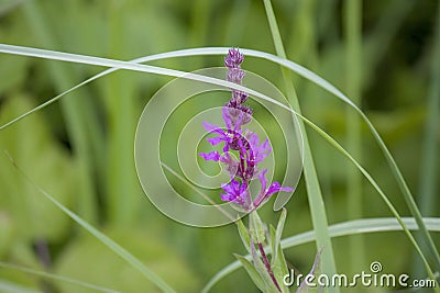 Wildflowers, sprouts with leaves closeup in summer wild field Stock Photo