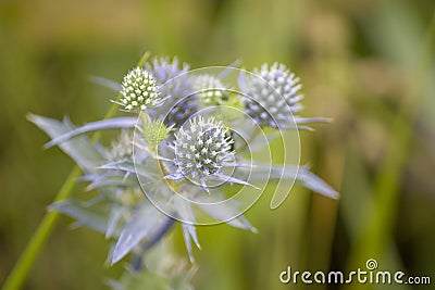 Wildflowers, sprouts with leaves closeup in summer wild field Stock Photo