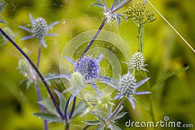 Wildflowers, sprouts with leaves closeup in summer wild field Stock Photo