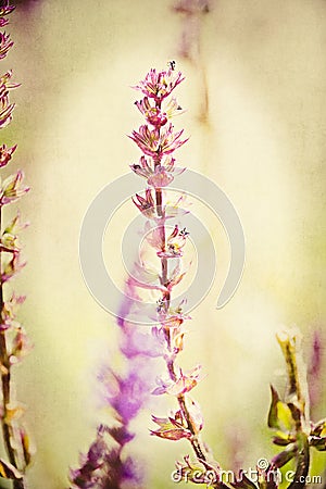 Wildflowers in Summer Digital Illustration with Textured Background Stock Photo