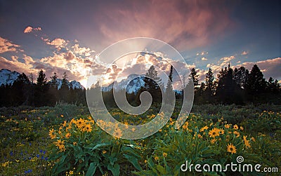 Wildflowers and sunset Stock Photo