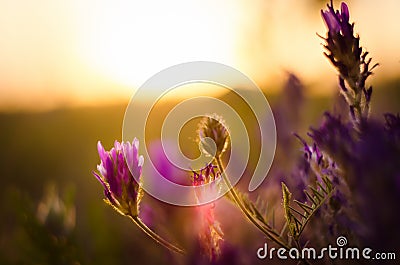 Wildflowers at sunset Stock Photo