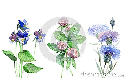 Wildflowers watercolor set with violet, clover, cornflower. Stock Photo