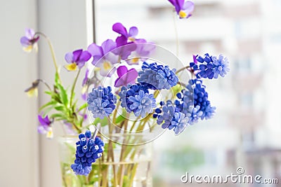 Wildflowers on the window. Flowers Pansies and Muscari on the windowsill Stock Photo