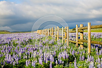 Wildflowers in wyoming Stock Photo