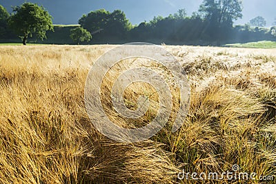 Wildgrass with morning dew on the alpine meadow Stock Photo