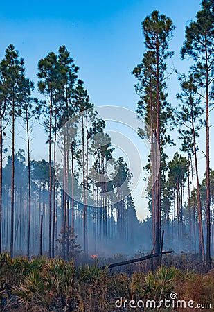 Wildland fire, burning forest with conifers, smoke in the woods, Florida Stock Photo