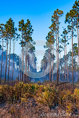 Wildland fire, burning forest with conifers, smoke in the woods, Florida Stock Photo