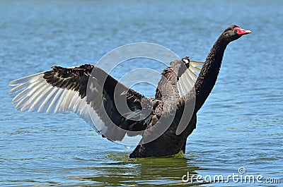 Wildlife and Animals - Black Swan Stock Photo