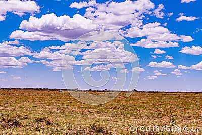 Wildlife Animals Kenyan Landscape Nairobi National Park Only City Park In The World Nairobi City County Kenya East African Stock Photo