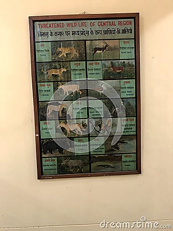 wildlife animals presentation board at indian museum Editorial Stock Photo