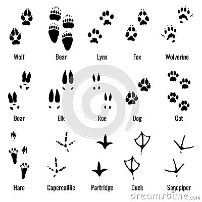 Wildlife animals, reptiles and birds footprint, animal paw prints vector set Vector Illustration