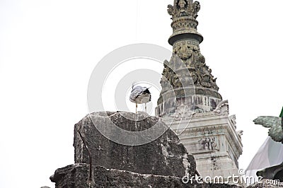 Wildlife and architecture. Gull sit on architectural monument. Sea gull on stone monument. Historical stone sculpture and bird on Stock Photo