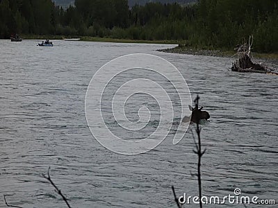 Fishermen watching a moose cross the russian river in the springtime. Wildlife as seen in alaska by anglers in drift boats Fishermen watching a moose cross the russian river in the springtime. Wildlife as seen in alaska by anglers in drift boats