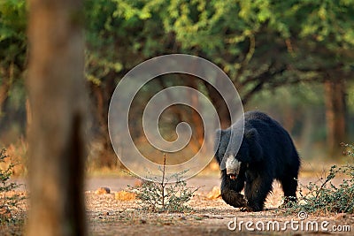 Wildlife Asia. Cute animal on the road Asia forest. Sloth bear, Melursus ursinus, Ranthambore National Park, India. Wild Sloth bea Stock Photo