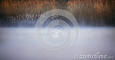 Wildlife background of Cygnus swan, floats on the water in the fog in the haze Stock Photo