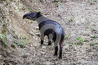 Wildlife: Baird Tapir is seen bathing in water reserve in the Jungle Stock Photo