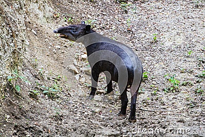 Wildlife: Baird Tapir is seen bathing in water reserve in the Jungle Stock Photo