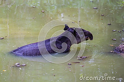 Wildlife: Baird Tapir is seen bathing in water reserve in the Jungle Stock Photo