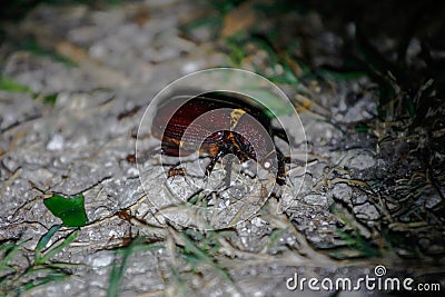 Wildlife: A Beetle is attacked by ants during night in the Northern Jungles of Guatemala Stock Photo