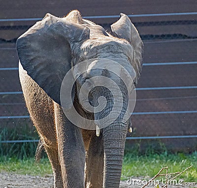 Wildlife at the Henry Doorley Zoo Stock Photo