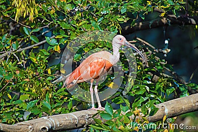 Wildlife at the Henry Doorley Zoo Stock Photo