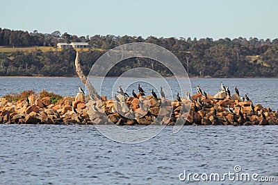 Wildlife birds and ocean Stock Photo