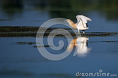 Wildlife birds watching in Danube Delta , Romania Stock Photo