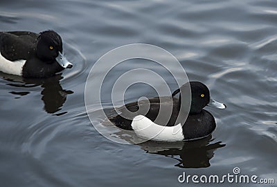 Wildlife / birds: A pair of Tufted Ducks on a lake. Stock Photo