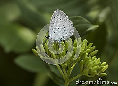 Wildlife / butterflies: A Small Blue Butterfly, Cupido minimus, with it`s wings closed. Stock Photo