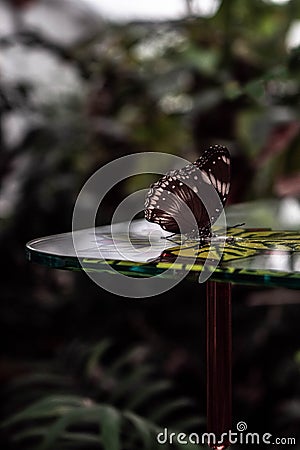 Wildlife Butterfly on a Sunny Summer Day Stock Photo