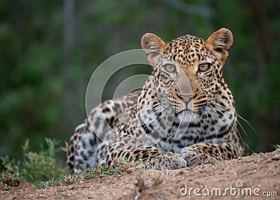 Wildlife closeup image of a leopard in the wild Stock Photo