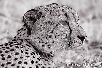 Wildlife closeup of a young male cheetah Stock Photo