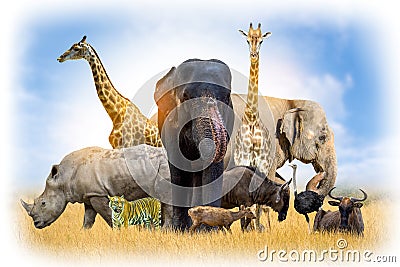 Wildlife Conservation Day Wild animals to the home. Or wildlife protection Stock Photo