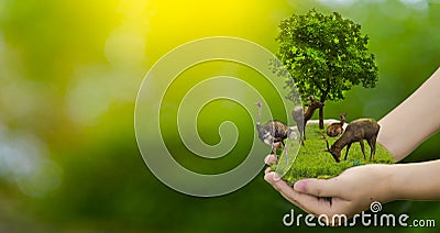 Wildlife conservation deer, ostrich, global warming, loneliness, ecology, human hands, can protect wildlife, trees in the hand, li Stock Photo