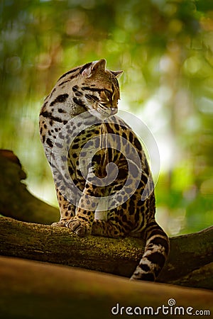 Wildlife in Costa Rica. Nice cat margay sitting on the branch in the costarican tropical forest. Detail portrait of ocelot, nice Stock Photo