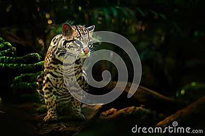 Wildlife in Costa Rica. Nice cat margay sitting on the branch in the costarican tropical forest. Detail portrait of ocelot, nice c Stock Photo