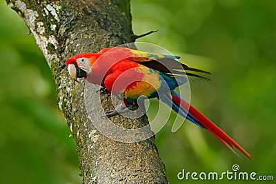 Wildlife in Costa Rica. Parrot Scarlet Macaw, Ara macao, in green tropical forest, Costa Rica, Wildlife scene from tropic nature. Stock Photo