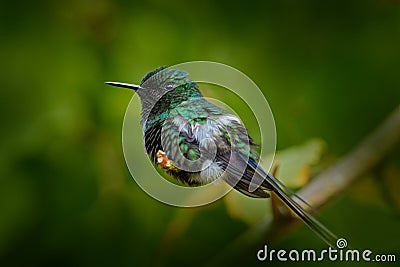 Wildlife Costa Rica, tinny green bird. Nice hummingbird Green Thorntail, Discosura conversii with green vegetation, La Paz, Costa Stock Photo