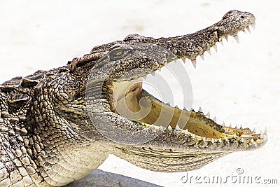 Wildlife crocodile open mouth Stock Photo