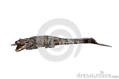 Wildlife crocodile open mouth Stock Photo