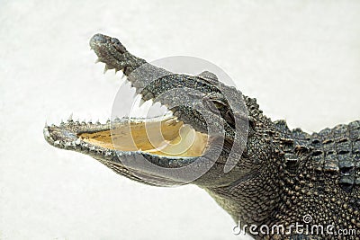 Wildlife crocodile open mouth isolated. Stock Photo