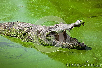 Wildlife crocodile open mouth . Stock Photo
