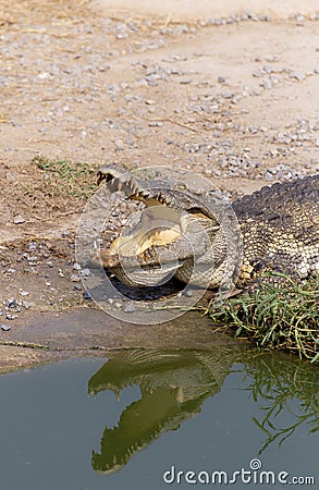 Wildlife crocodile sleeping and open mouth laying on the ground near the river in the nature Stock Photo