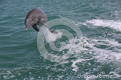 Wildlife dolphin jumping waves Stock Photo